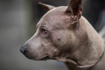 Dogs of different breeds they are always loyal fnd best friends for humabs.