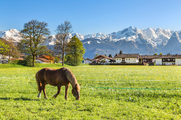 Fototapeta na wymiar Horse on a background of mountains in the valley, near Garmisch