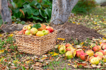 Autumn harvest of apples in the garden. Ripe apples in a wicker basket.