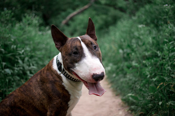 Beautiful dog breed bull terrier walks on green nature