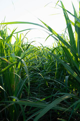 Obraz premium light slpashรืเ on the cane