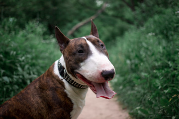 Beautiful dog breed bull terrier walks on green nature