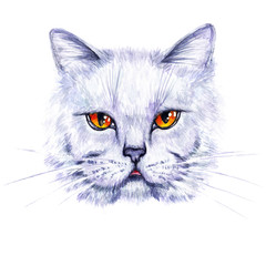 Hand drawn illustration isolated on white background. Watercolor portrait of a British cat. Design for print, sticker, greeting card