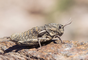 Eumigus rubioi mountain grasshopper without wings on blur green and brown background