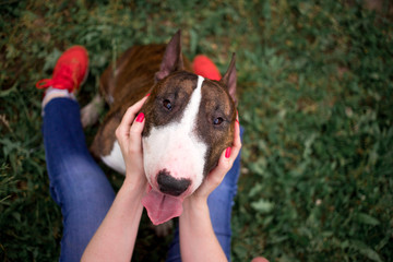 Beautiful dog breed bull terrier walks on green nature