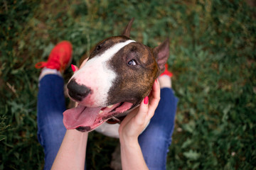 Beautiful dog breed bull terrier walks on green nature