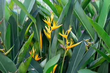 yellow flowers on leaves ฺbackground