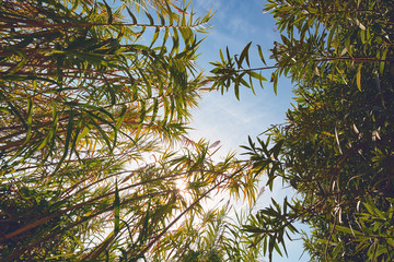 High tropical plants, summertime outdoor background