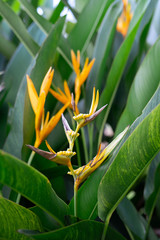 yellow flowers on leaves ฺbackground