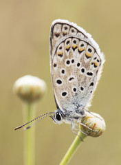 Small butterfly of lycaenidae family laying on plant on light brown background