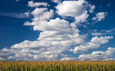 Fototapeta premium Summer landscape with blue sky and white clouds over the corn field. Selective focus.