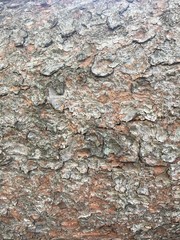 Norway Spruce Bark 