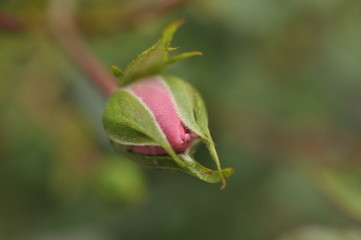 bud of a flower