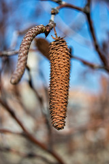 a birch flower hanging lonely from a branch