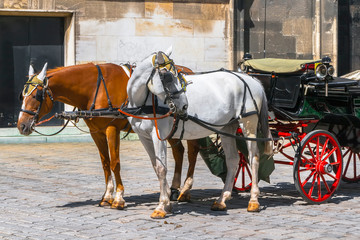 Obraz na płótnie Canvas Two horses harnessed to a cart