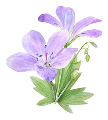 Botanical watercolor illustration of lilac geranium flowers isolated on white background.