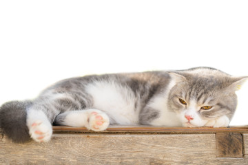 Kitten Cat Scottish Fold Gray white