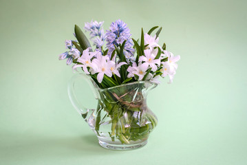 Bouquet of white flowers Chionodoxa in a glass vase on a green background