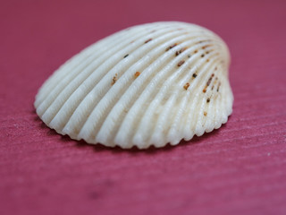 Close up view to the empty shell on red background.