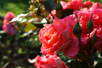 red rose in the garden