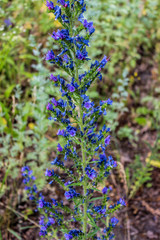 Honey plant bruise. High stem, small blue flowers with purple stamens. Green landscape. Forest, high pine and birch trees, thick grass.