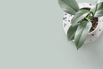Modern houseplants on a terrazzo board on a pastel green background, minimal creative home decor...