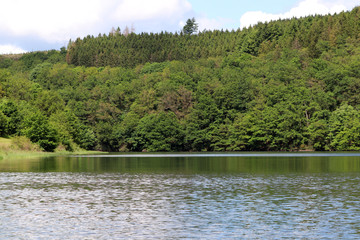 Un lac et des arbres