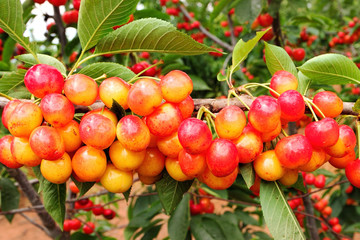 Sweet cherry grow on a tree. Harvesting