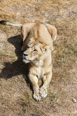 Lioness resting on a meadow