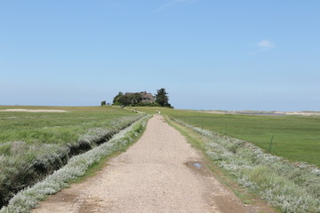 Naturlandschaft auf der Nordseeinsel Amrum