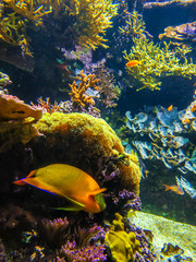 Underwater landscape with coral reef and fish. The aquarium inhabitants of the underwater world
