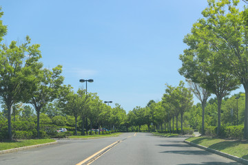 Street with two rows of beautiful trees - Image