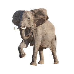 Fototapeta na wymiar African Elephant Raising Leg Isolated