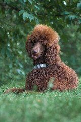 Young cute brown chocolate royal big standard poodle lying at summer park
