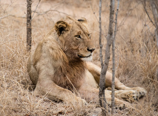 Young Male Lion
