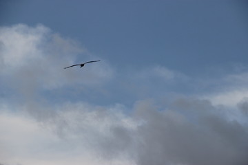 seagull flying in the sky