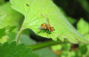 Fruit fly on green leaf in the garden, closeup