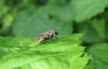 Fly on green leaf in the garden, closeup