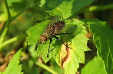 Brown fly on green leaf in the garden, closeup