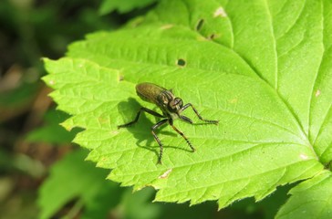 Robber fly on green leaf in the garden, closeup