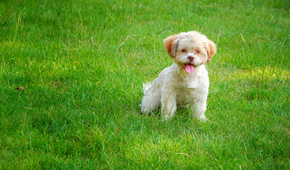 Sweet Cute Dog on Green Grass