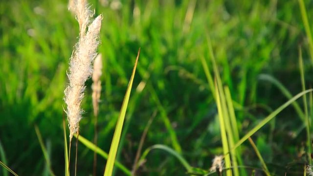 Movement of grass, cogon or lalang grass flower (imperata cylindrica)