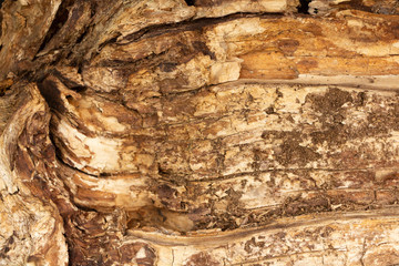 The surface of an old tree with wormholes and rotten wood.