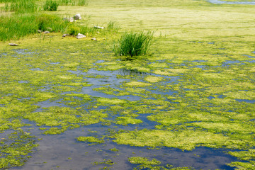 tina and algae on the lake, river, pond. Water bloom. Overgrown water surface