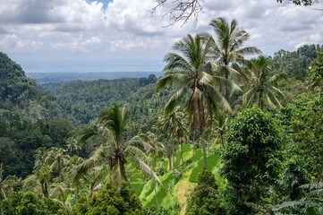 Fototapeta na wymiar Palmen Bali