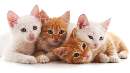 Fototapeta na wymiar Four small cats.