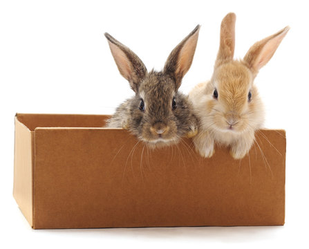 Red bunny in box.