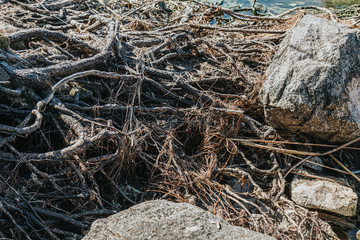Dry roots, river shore, sunlight, stones
