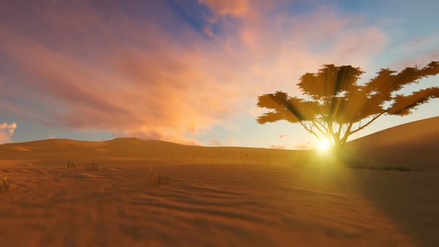 Desert oasis at sunset, panning