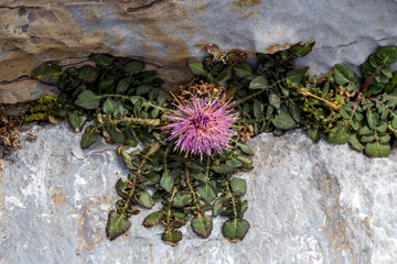 Rare plant (Centaurea raphanina ssp. mixta (DC.) Runemark) growing on a rock close-up
